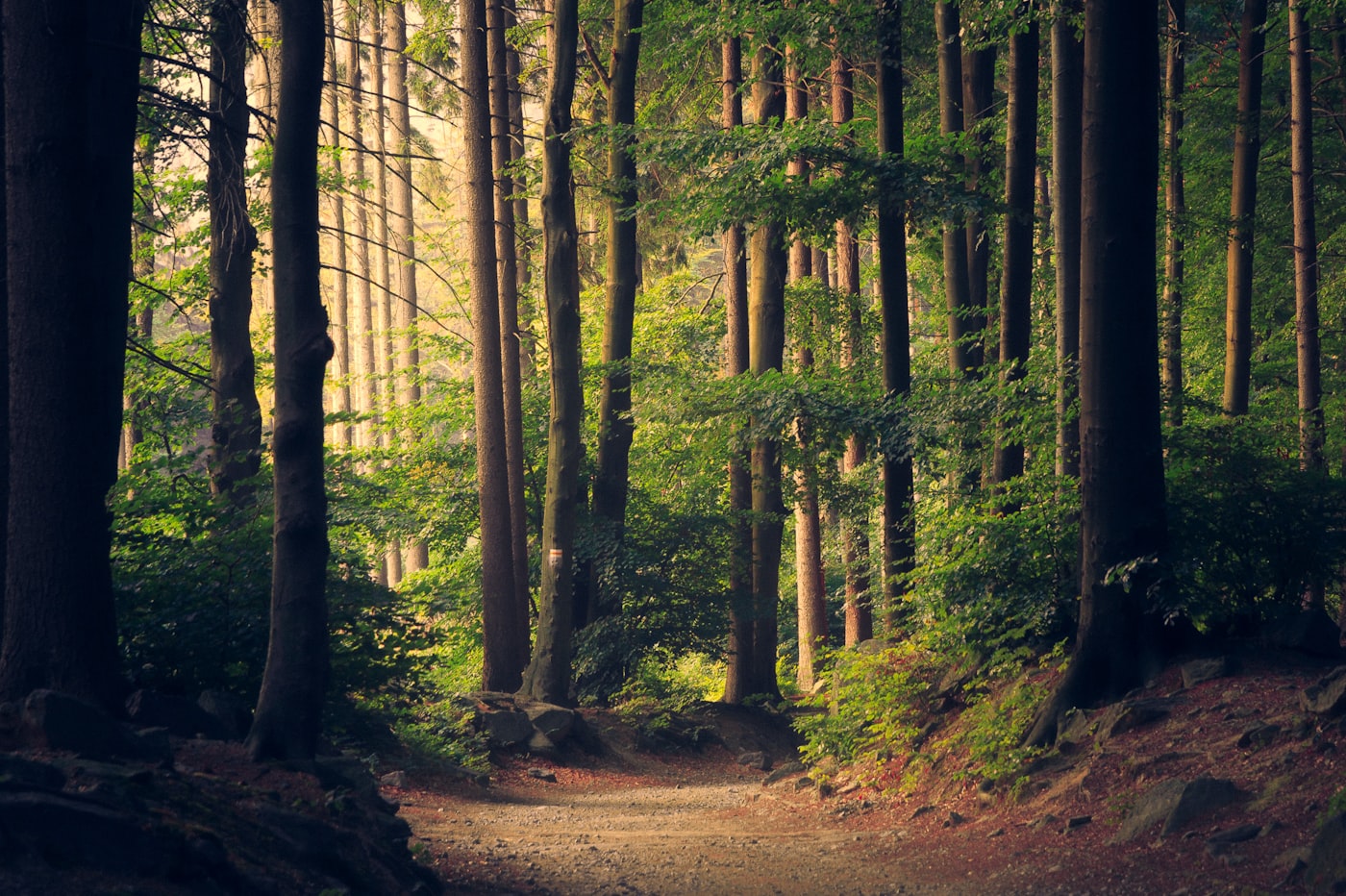 Bosque en calma, luz filtrada entre los árboles